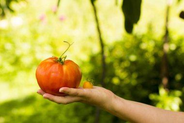 Elinde farklı boyutlarda iki domates var.