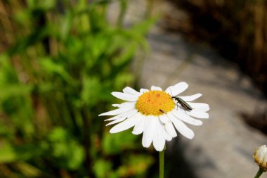 Beyaz papatya çayı, çiçekli bir böcekle bulanık bir arkaplanda.