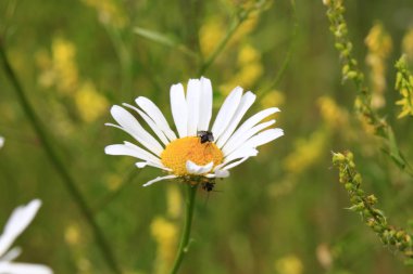 Beyaz papatya çayı, bulanık bir arkaplanda, çiçekli bir böcekle yakın plan.