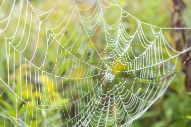 Bulanık yeşil arkaplanda beyaz ıslak ağ