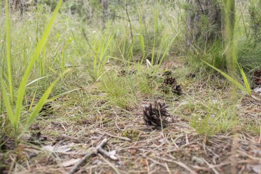 koniler yeşil çim, arka plan, doku üzerinde yalan