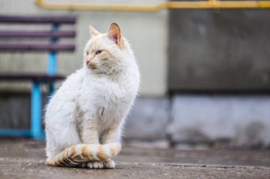 bir beyaz-zencefil kedi yakın