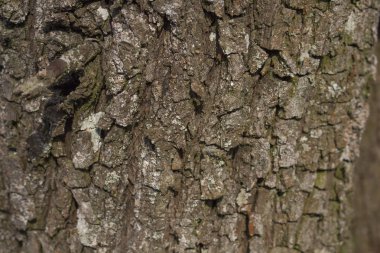 arka plan, ağaç yakın çekim