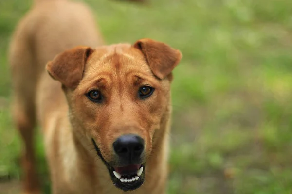 kırmızı köpek yeşil çim üzerinde duruyor