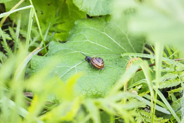 Pequeño Caracol Arrastrándose Sobre Una Hoja Verde —  Fotos de Stock