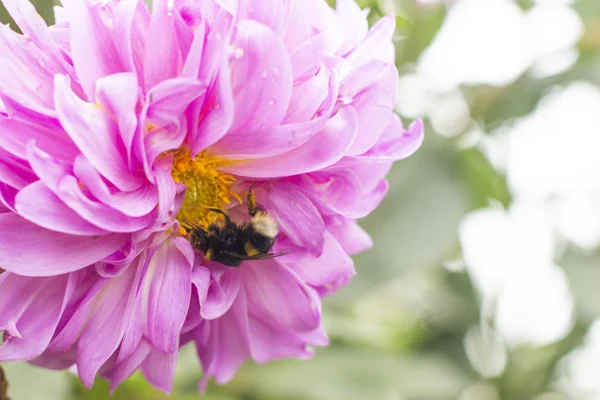 Black Shaggy Bumblebee Sitting Pink Flower — Stock Photo, Image