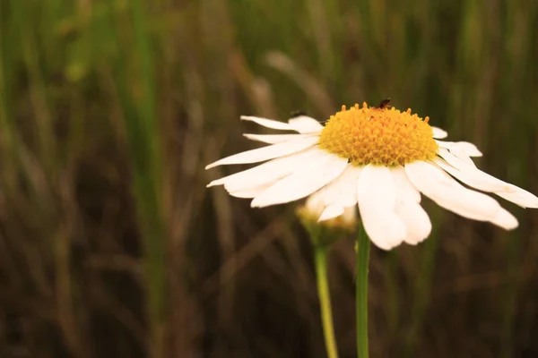 White Chamomile Close Blurred Background Beetle Flowers — Stock Photo, Image