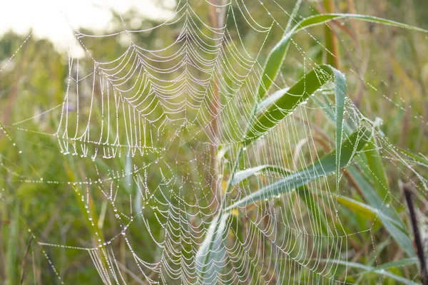white wet web on blurred green background