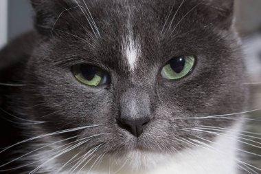 Yeşil gözlü tüylü gri kedi yakın çekim