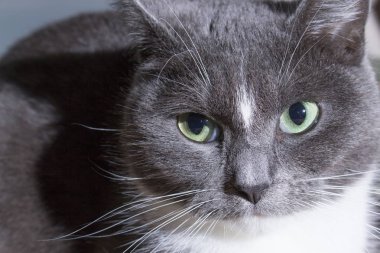 Yeşil gözlü tüylü gri kedi yakın çekim