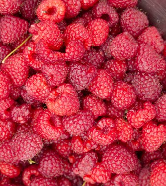 kırmızı ahududu yakın çekim 1 yatıyor