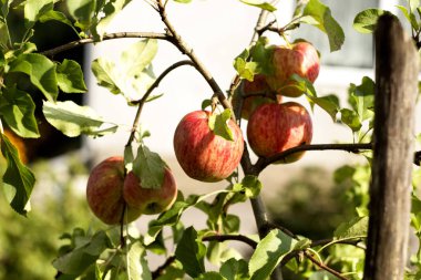 kırmızı olgun elma yeşil bir dalı asmak