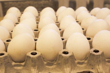 tavuk yumurtası ile tepsi masada