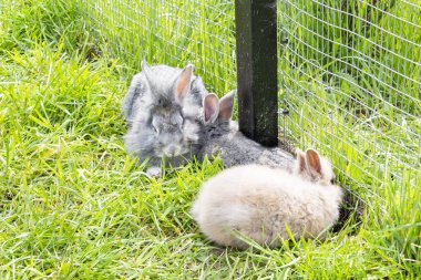 çimüzerinde otlayan küçük kabarık gri tavşan