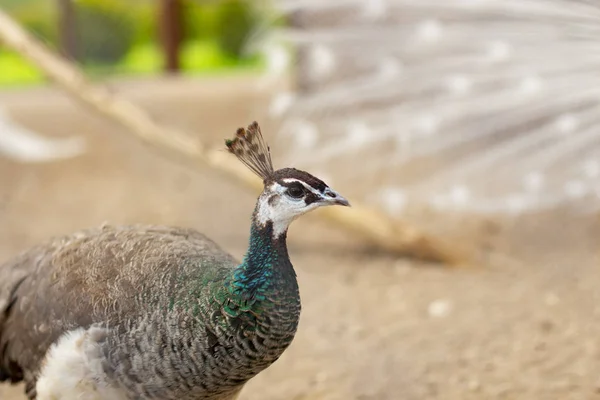 female peacock .peacock head close-up