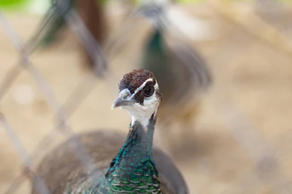 female peacock .peacock head close-up