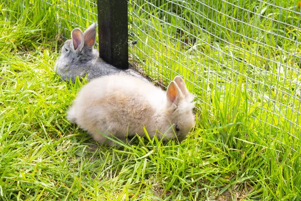 草の上で放牧小さなふわふわ灰色のウサギ — ストック写真