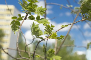 mavi gökyüzüne karşı sallanan yeşil ağaç dalları
