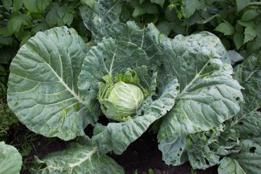 yerde lahana büyük yeşil kafa