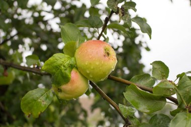 yağmur damlaları ile kırmızı yeşil Elma