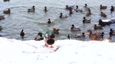 Donmuş sudaki ördekler. Ördekler buzun üzerinde durur. Yiyecek Ara.