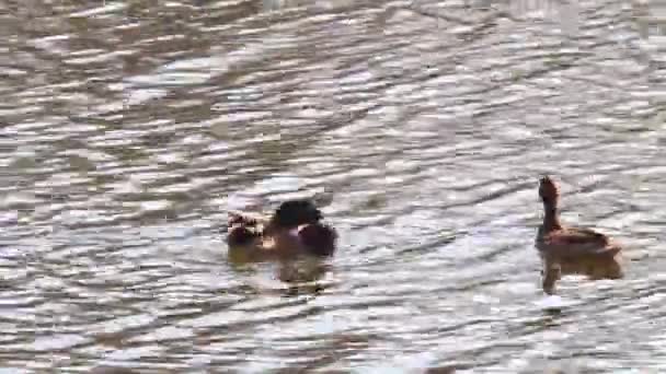 Wild Ducks Swim Pond — Stock Video