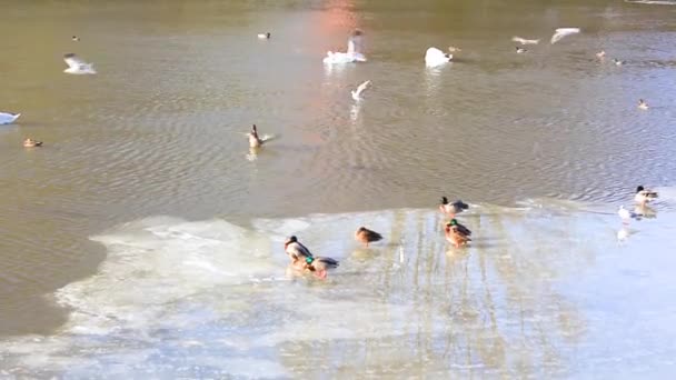 Wildenten Schwimmen Teich — Stockvideo