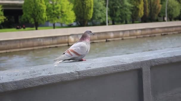 一只灰色鸽子，棕色条纹沿着堤岸的护栏行走 — 图库视频影像