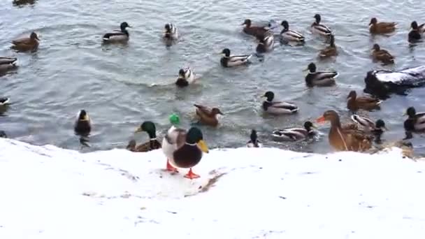 Kachny na zmrazené vodě. Kachny stát na ledu. ptáci plavat ve vodě. Hledat jídlo. — Stock video