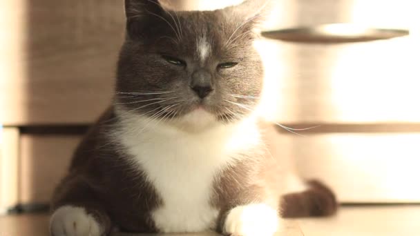 Серая кошка, лежащая на полу на солнце — стоковое видео