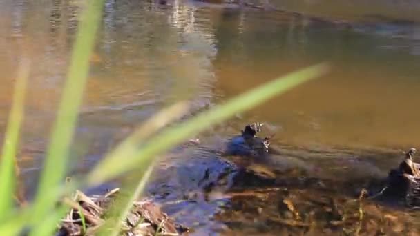 Paisagem. as águas do rio correm ao longo da costa entre as pedras — Vídeo de Stock