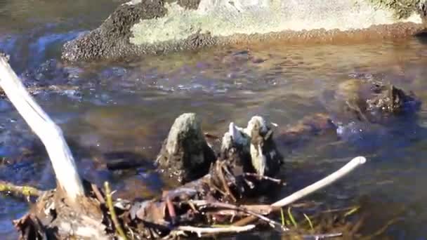 paysage. les eaux de la rivière coulent le long du rivage entre les pierres 3 