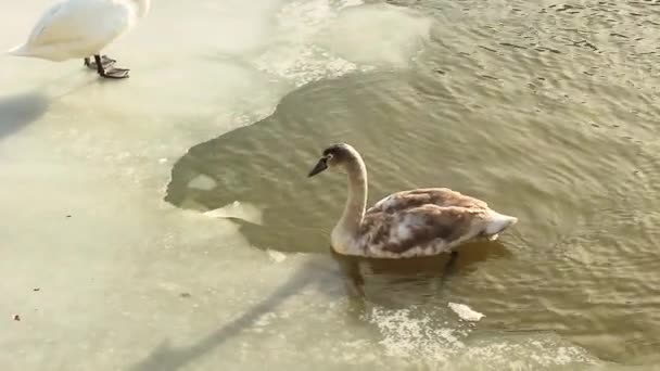 Kuğular buz arasında su üzerinde yüzer — Stok video