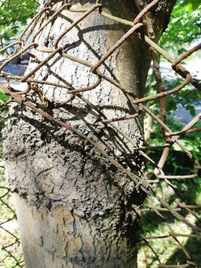 bir metal ızgara büyüdü bir ağaç gövde