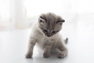 küçük gri kedi yavrusu yakın çekim... Jpg