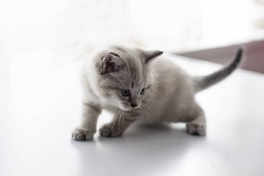 küçük gri kedi yavrusu yakın çekim... Jpg