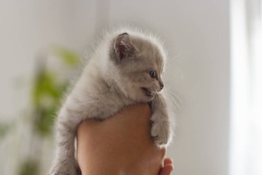 küçük gri kedi yavrusu yakın çekim. 2.jpg