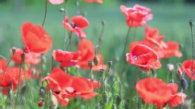 yeşil bir alana karşı rüzgarda sallanan kırmızı haşhaş çiçekleri
