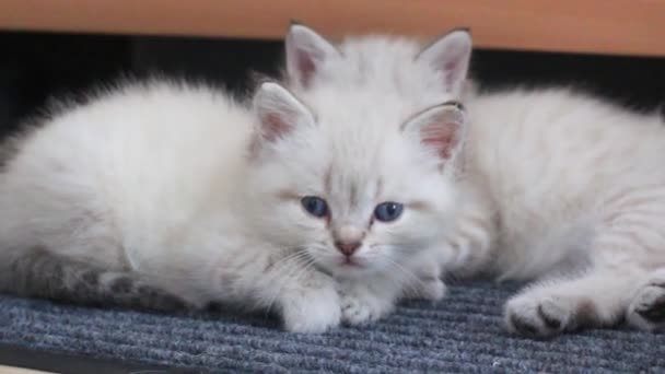 Kleine grijze kittens liggen op de vloer — Stockvideo