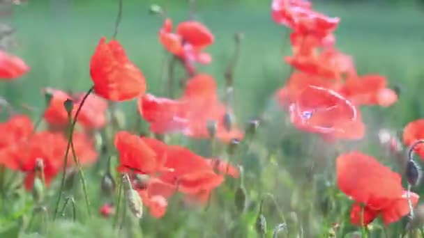 Flores rojas de amapola balanceándose en el viento contra un campo verde — Vídeo de stock