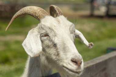 Boynuzlu beyaz keçi çitin arkasından dışarı bakıyor.