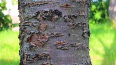 ağaç gövdesi yakın çekim etrafında çalışan küçük siyah karıncalar