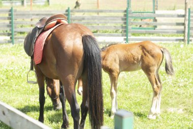 yeşil bir çayır üzerinde Tay otlatma ile kahverengi at