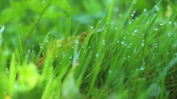Zielona trawa z kropli wody zbliżenie — Wideo stockowe