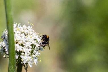 Bir arı beyaz bir çiçeğe oturur ve nektar toplar.