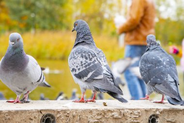 Gri güvercinler beton yolda oturuyor.