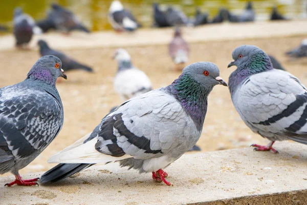 gray pigeons sit on the concrete path