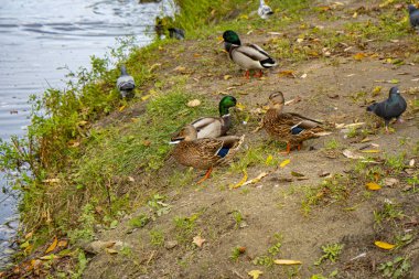 Renkli vahşi ördekler göl boyunca çimlerin üzerinde yürür.