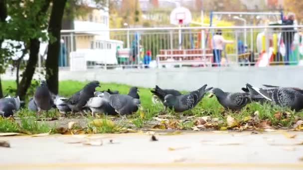 Gri şehir güvercinleri parkta ekmek ile beslenir. — Stok video