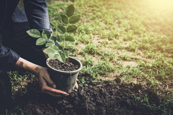 Jovem Plantando Árvore Jardim Como Dia Terra Salvar Conceito Mundo — Fotografia de Stock